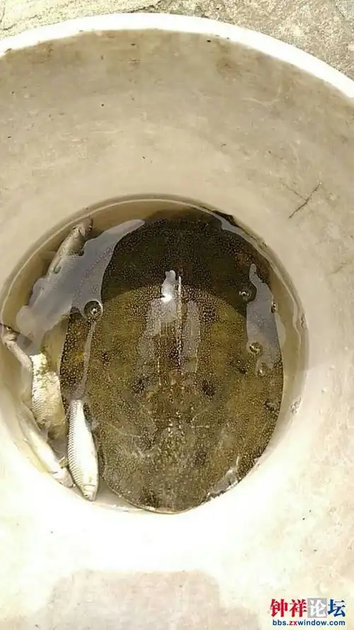 刚抓的野生甲鱼