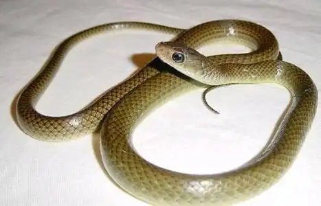 草花蛇可以家养吗