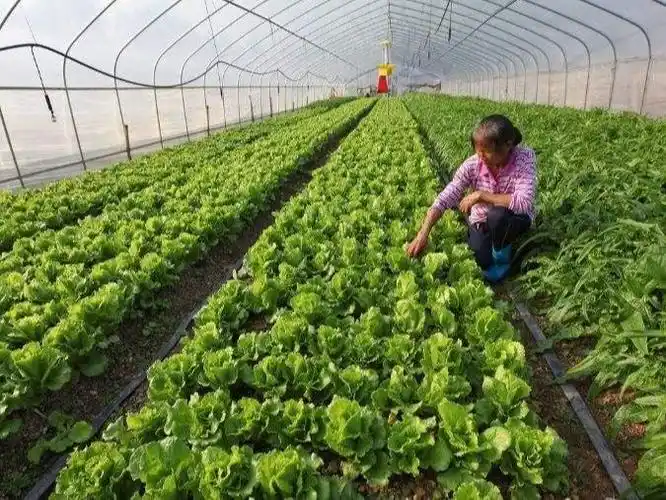 秋季种植什么经济农作物赚钱呢?下面几种农作物可供选择
