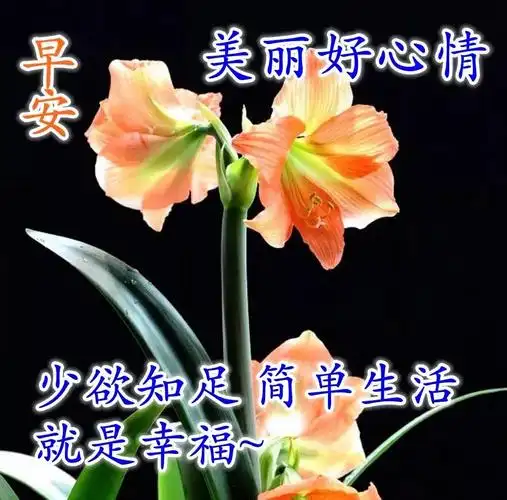 原创8张秋日非常漂亮的早上好表情图片带字祝福语免打字鲜花早上好