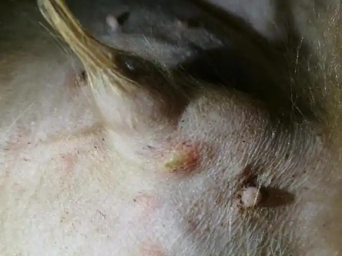 羊身上长脓包的防治方法 - 北京隆越兴牧_牛羊饲料_育肥牛_育肥羊饲料