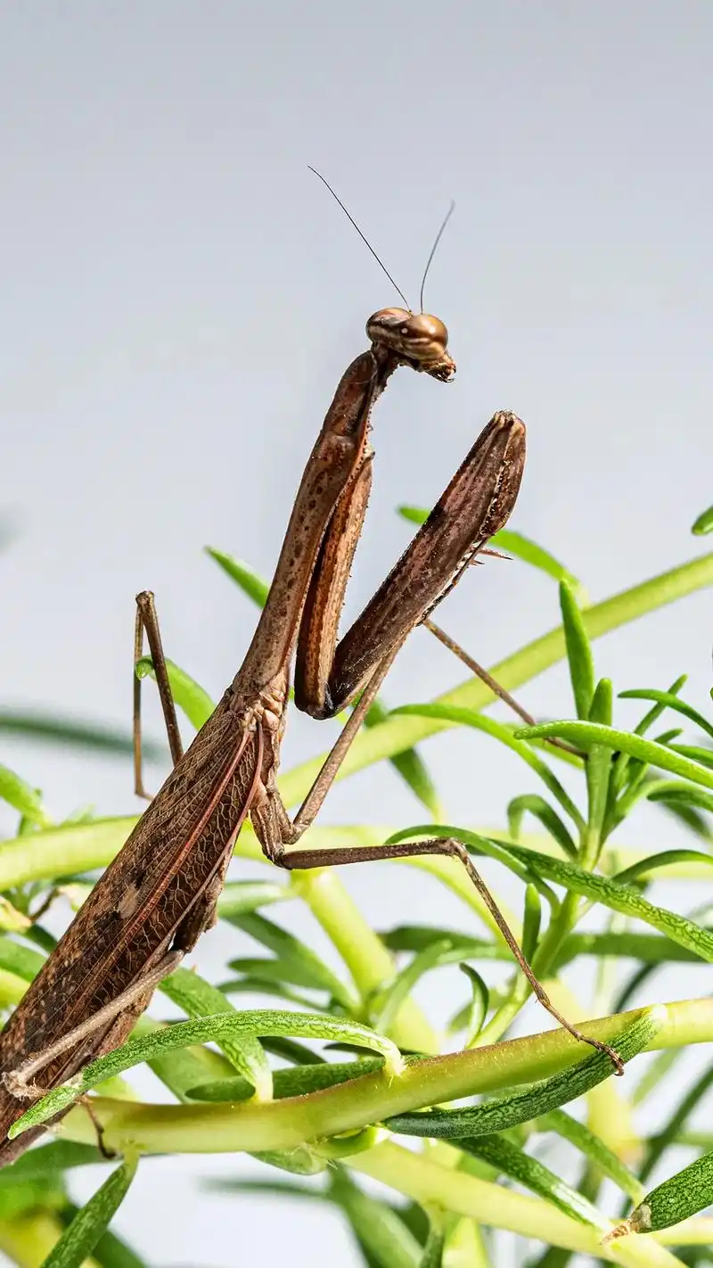 学名statilia maculata,螳螂目,螳科 - 抖音