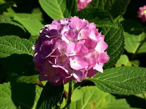 初夏的清晨,追逐一场五彩缤纷的绣球花盛典!