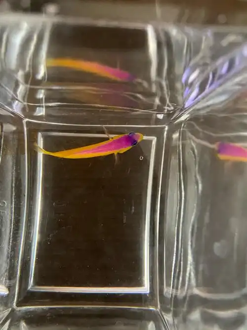 大兴卖一只紫背草莓,30元,老鱼,秒一切