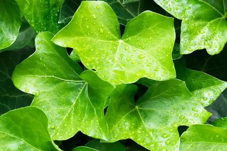 常春藤常春藤螺旋开花植物