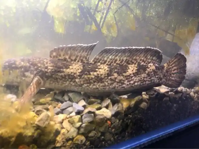 各位鱼友帮忙看看钴蓝还是五斑 - 雷龙斗鱼 - cta南美水族 - powered