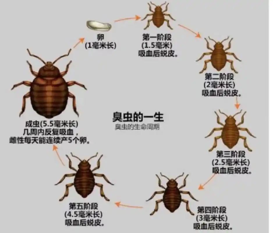 怎么消灭臭虫,吸血臭虫危害,臭虫防治办法 家里有了