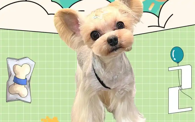 约克夏米奇耳圆头长辫子修剪 贰