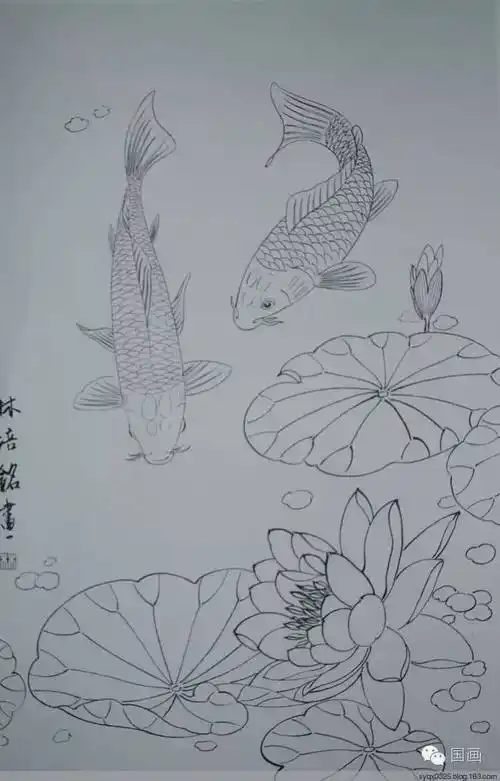 白描鲤鱼图工笔荷花红鲤鱼画法解析3.鼻孔 4.触须 5.腮孔 6.鳃盖 7.