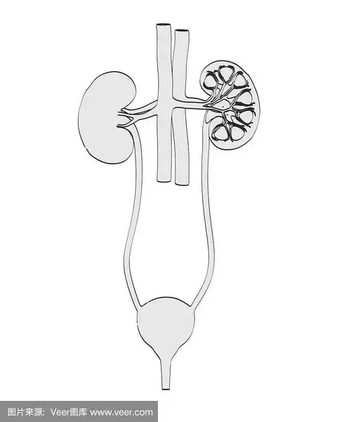 泌尿系统,有序,垂直画幅,人类肾脏,绘画插图