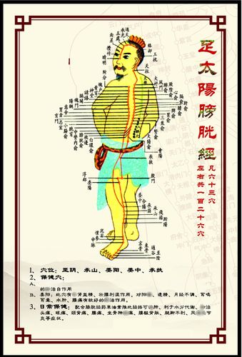 338居家海报展板喷绘贴纸图片37人体穴位经络图足太阳膀胱经