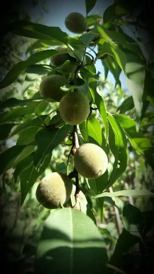 火烧沟湿地景观的山毛桃(青海西宁)