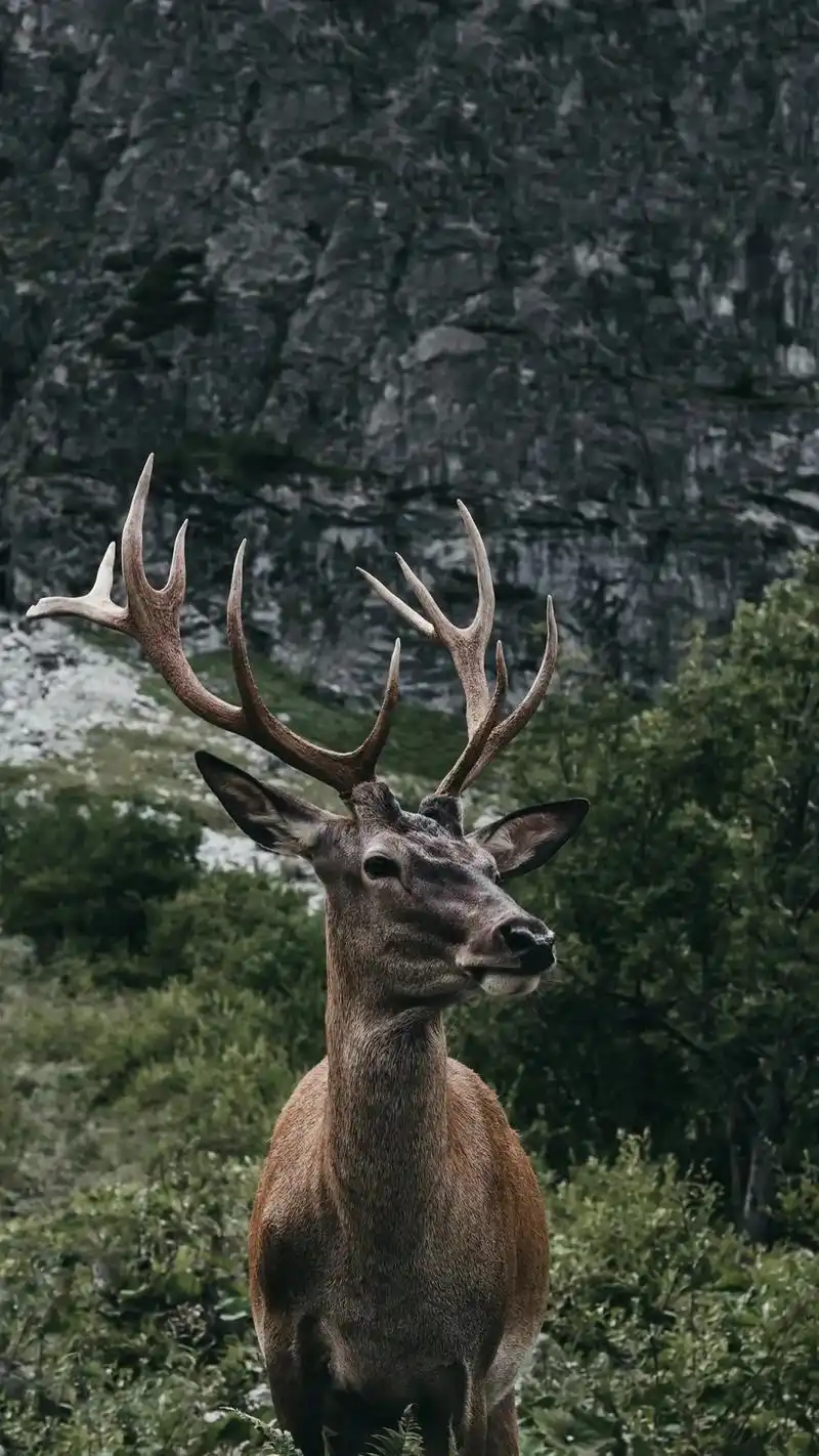 林中有鹿,鹿有孤独,头上有角,心中有梦 - 抖音