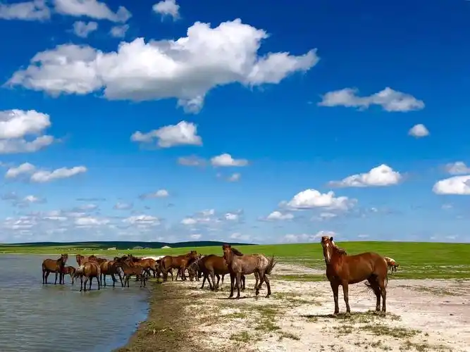 草原上自由自在的马儿