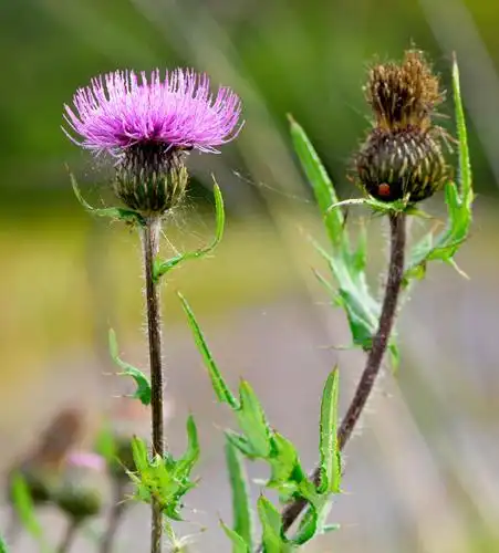 牛口刺-中国湿地植物-图片