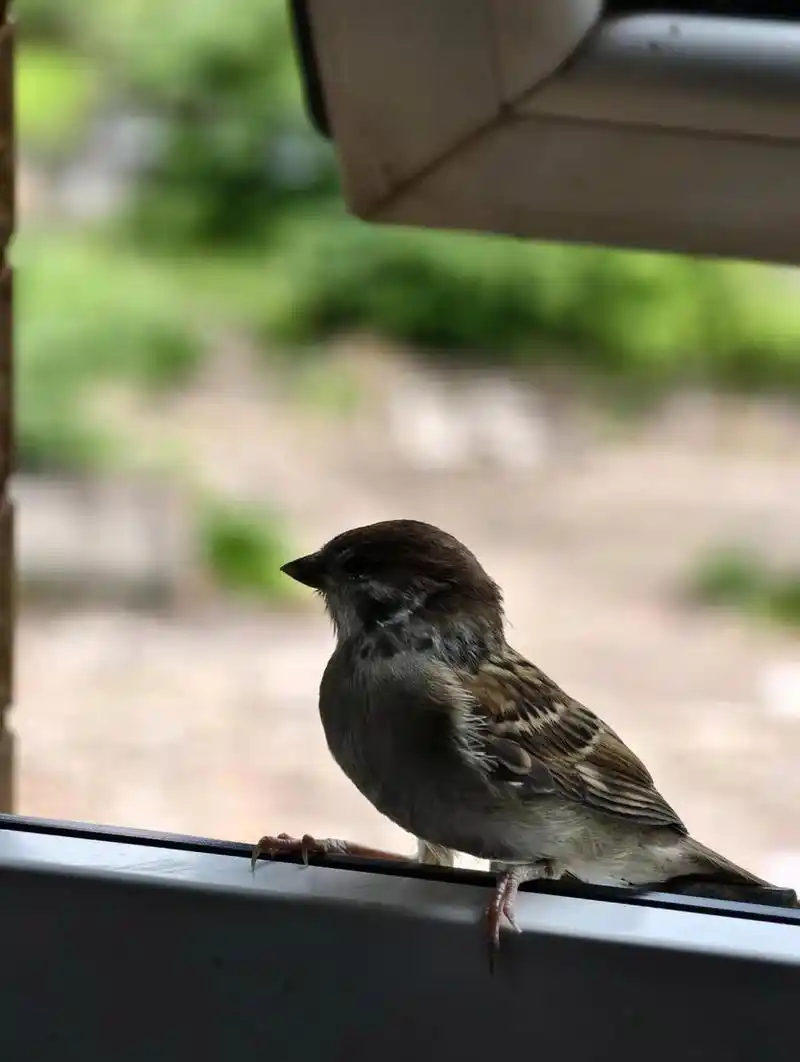 灭霸 10 倍 抓拍到一只误入歧途的小鸟,这是只啥鸟?麻雀?