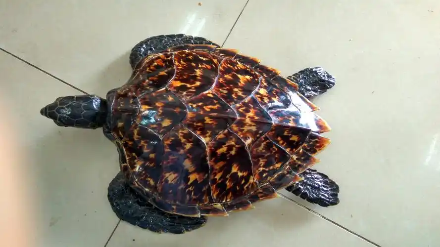 玄武牌是什么文玩?它取材自海洋中最长寿的动物