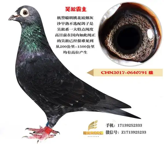 长距离纯血统吴淞-精鹰赛鸽传媒-中信网爱鸽商城
