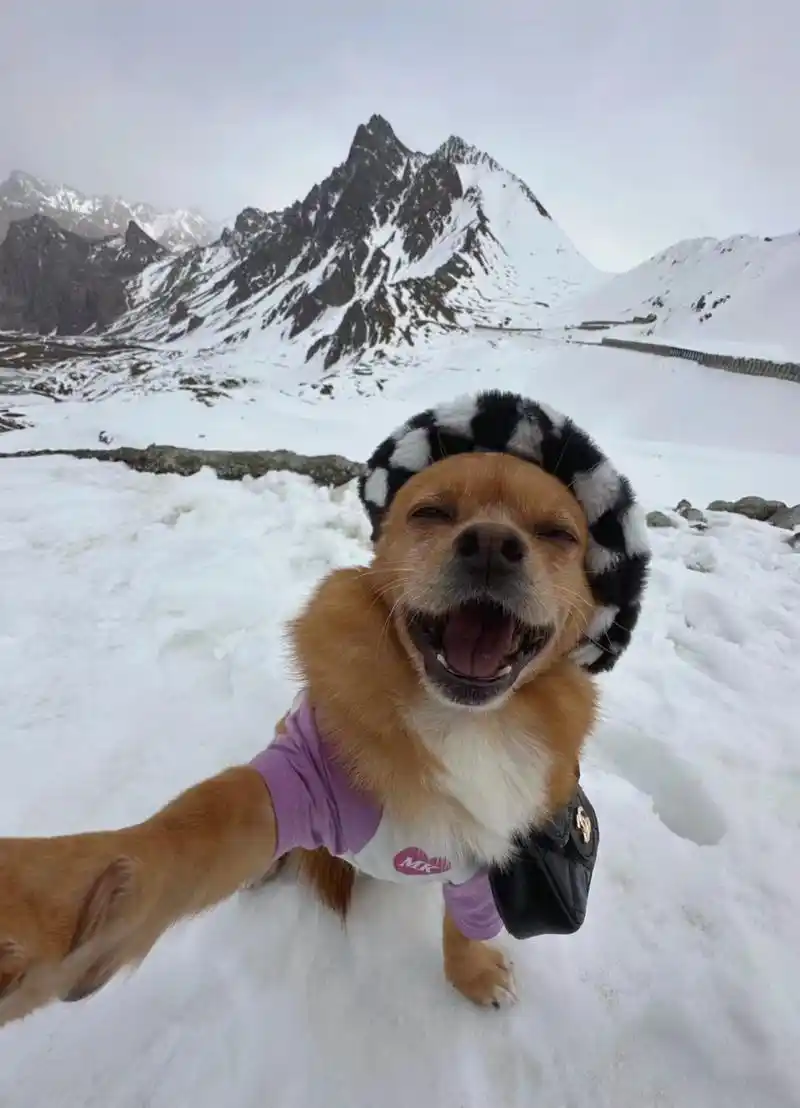 狗子:大家好,这是我的自拍照!