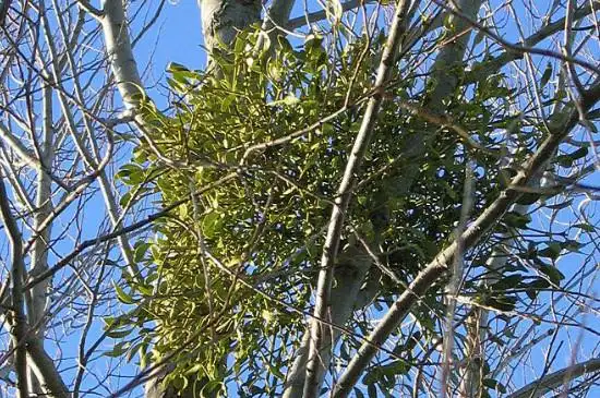 寄生树有什么功效作用(枇杷寄生树有什么功效作用)_植物知识网