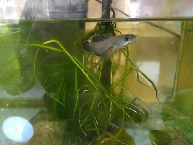 酒红雷龙苗针尾恢复记录