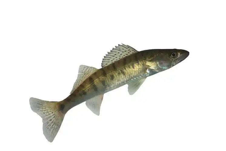 长梭鲈,在白色背景上长梭鲈