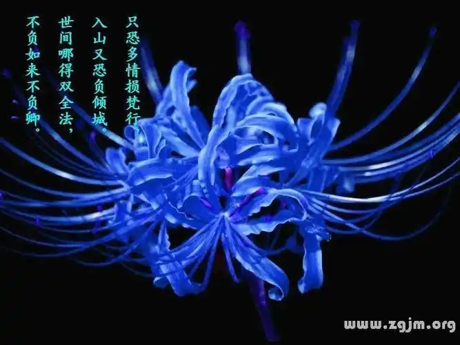 曼陀罗花的花语