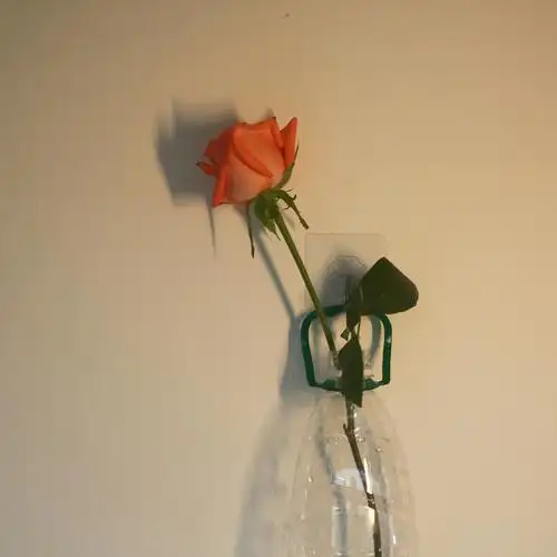 朋友买了一枝玫瑰,插在矿泉水瓶里,挂在墙上.