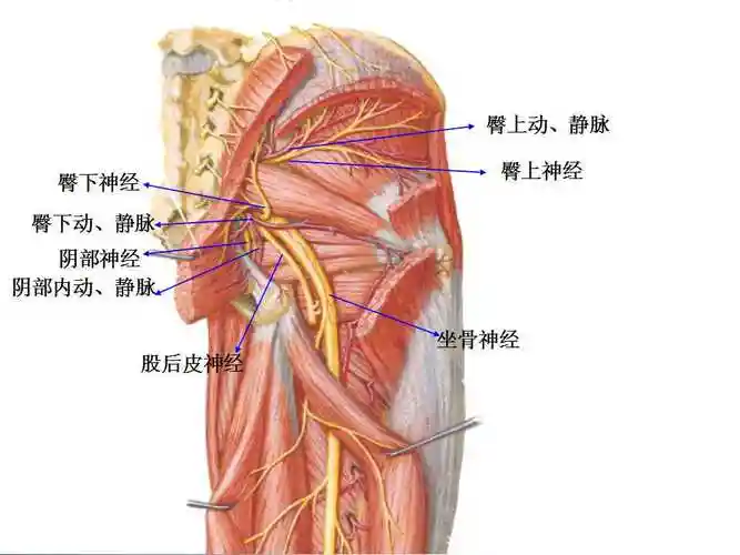 5背部,臀部深层-解剖学