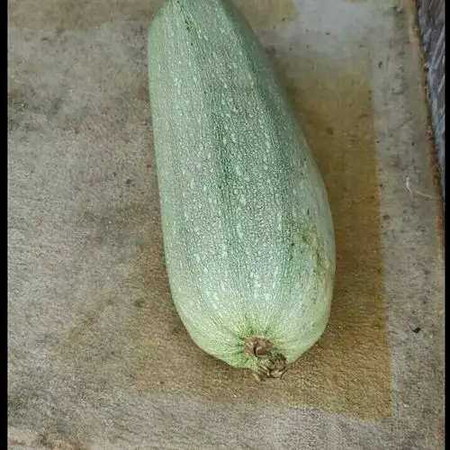 [花皮西葫芦求购]河北省廊坊市李金亮采购西葫芦20000斤(暂无人报价)