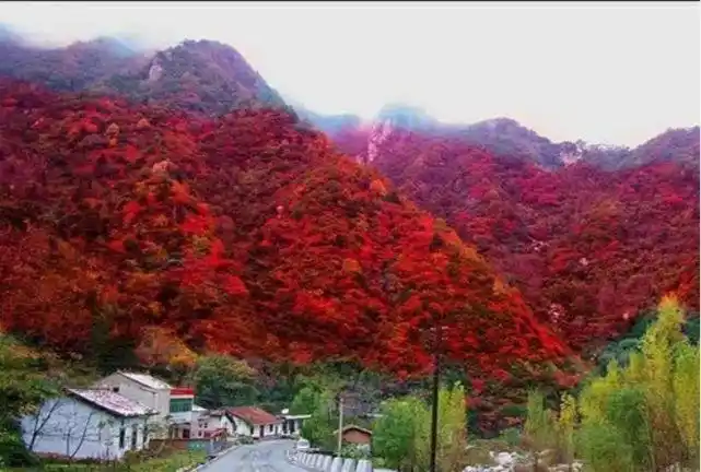 山桐子产业发展所带来的好处