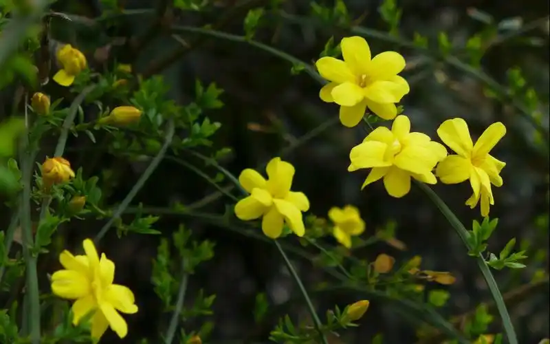 唯美的黄色迎春花盛开风景桌面壁纸