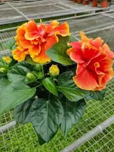 丹麦木槿花阿波罗重瓣飞天带花苞四季常开原盆原土嫁接多色扶桑花