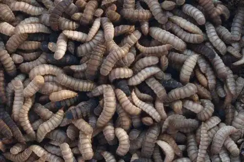 蝇蛆养鸡技术方法清洗后可直接喂土鸡