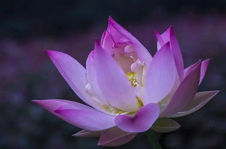 各种颜色,各种姿态,各种形状的荷花.