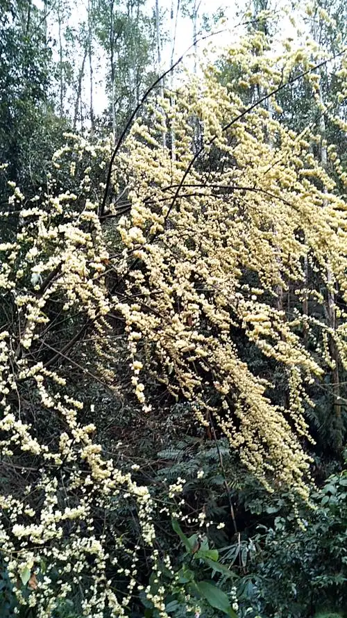 盛开的木姜子花