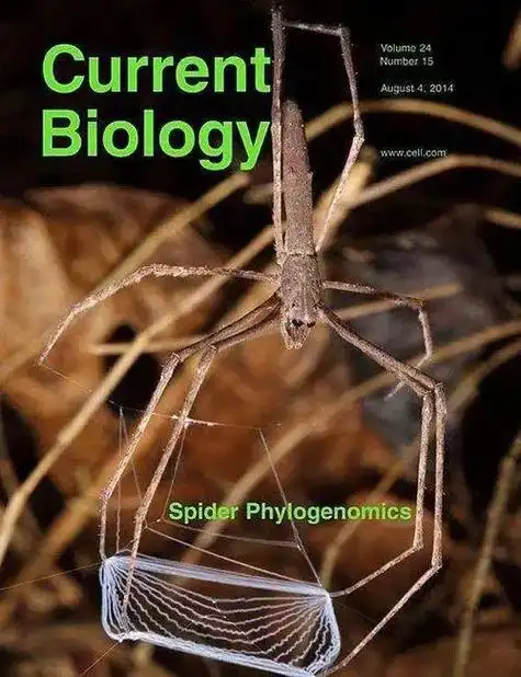 鬼面蛛 #撒网蜘蛛 #妖面蛛 - 抖音