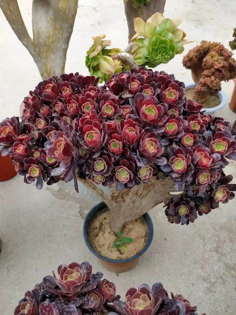 这是夏天法师缀化最美的时候留下的照片