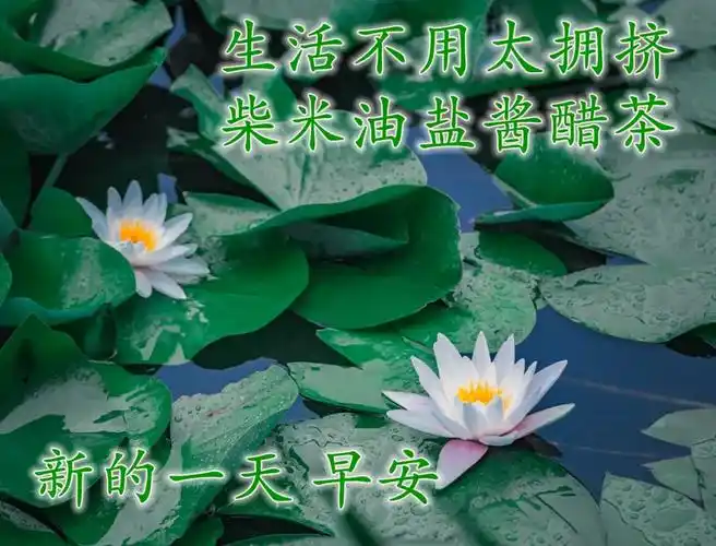 原创早安心语唯美配图欢乐相伴的早上好美图天天好心情的早安语录