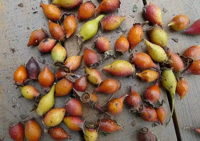 农村野外的"刺梨子",好多人想吃却不敢摘,治疗隐秘病症有良效