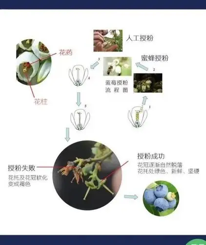 判断蓝莓是否授粉成功