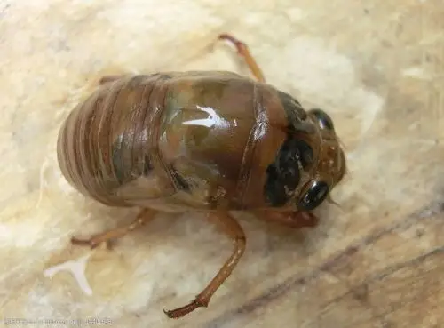 关键词:知了的幼虫 动物 知了 幼虫 夏季 昆虫 生物世界 摄影 72dpi