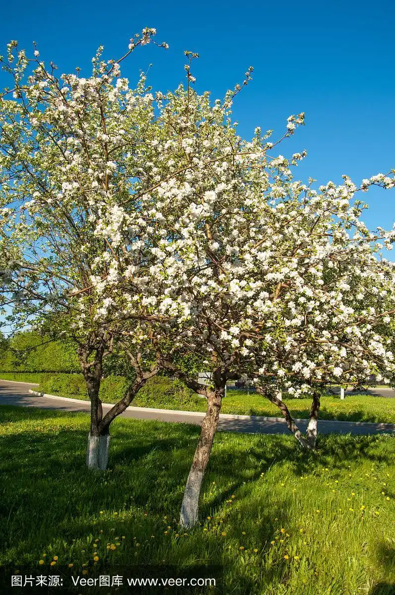 苹果树开花