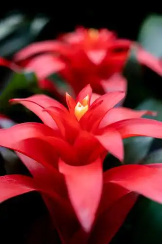 红色凤梨花 植物 红色