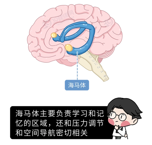 过大会导致海马体萎缩多伦多罗特曼研究所的一项研究发现对身体代谢