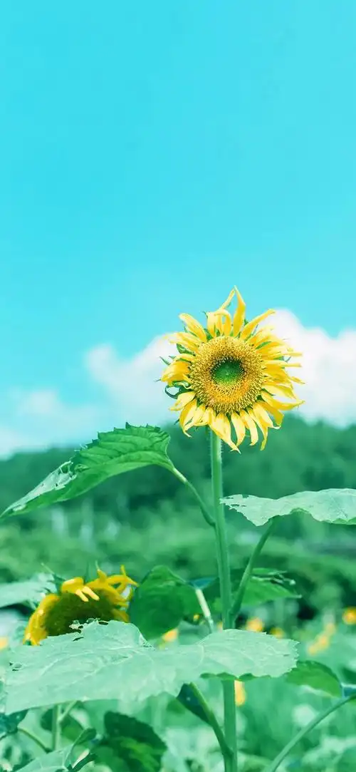 好看的壁纸安静的夏天