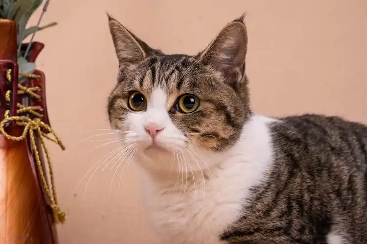 狸花猫的生活日记一起来数小胡子