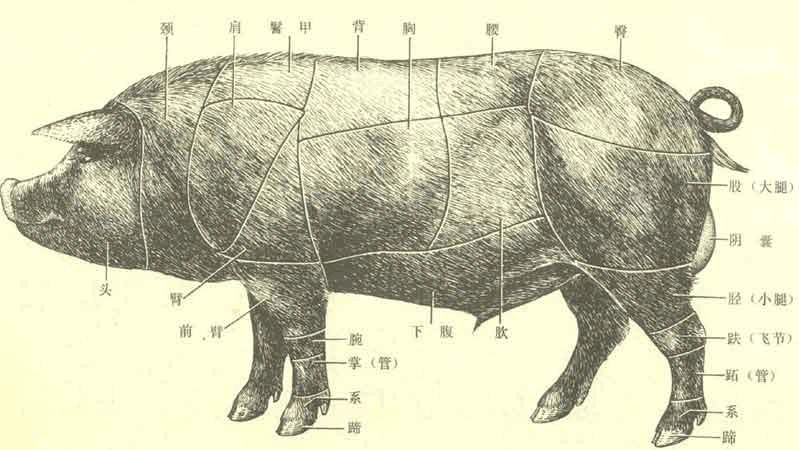 生猪结构图