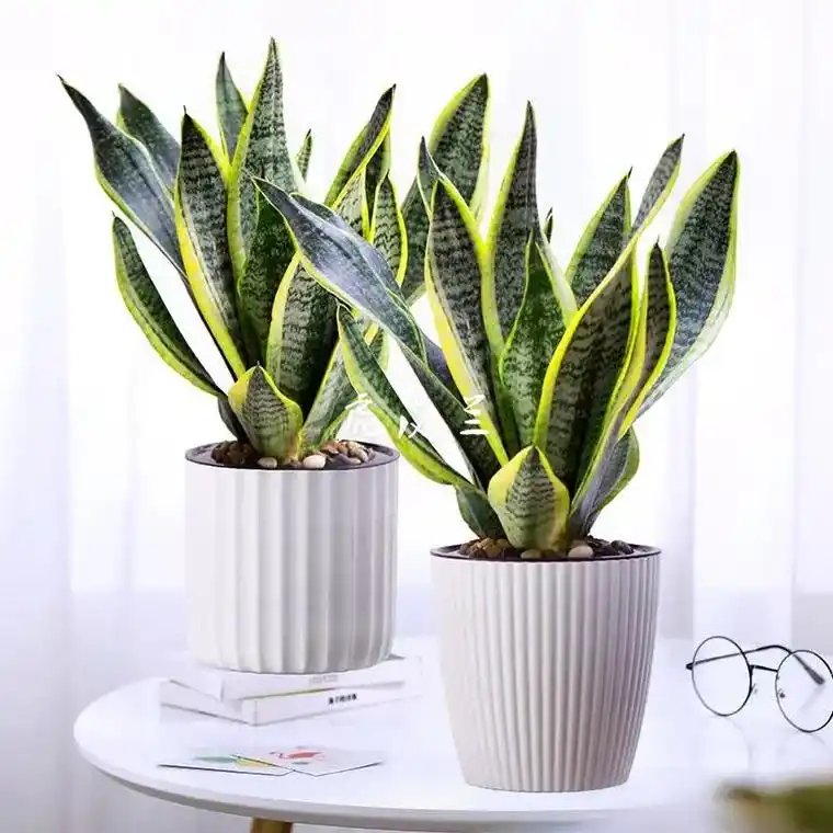 图片来源于网络如果有侵权请联系删除