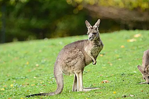 灰色的袋鼠图片_灰色的袋鼠图片大全_灰色的袋鼠图片素材